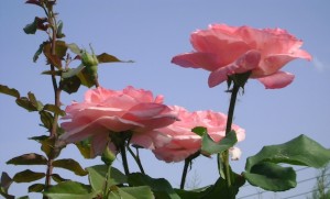 ροζ λουλούδια
