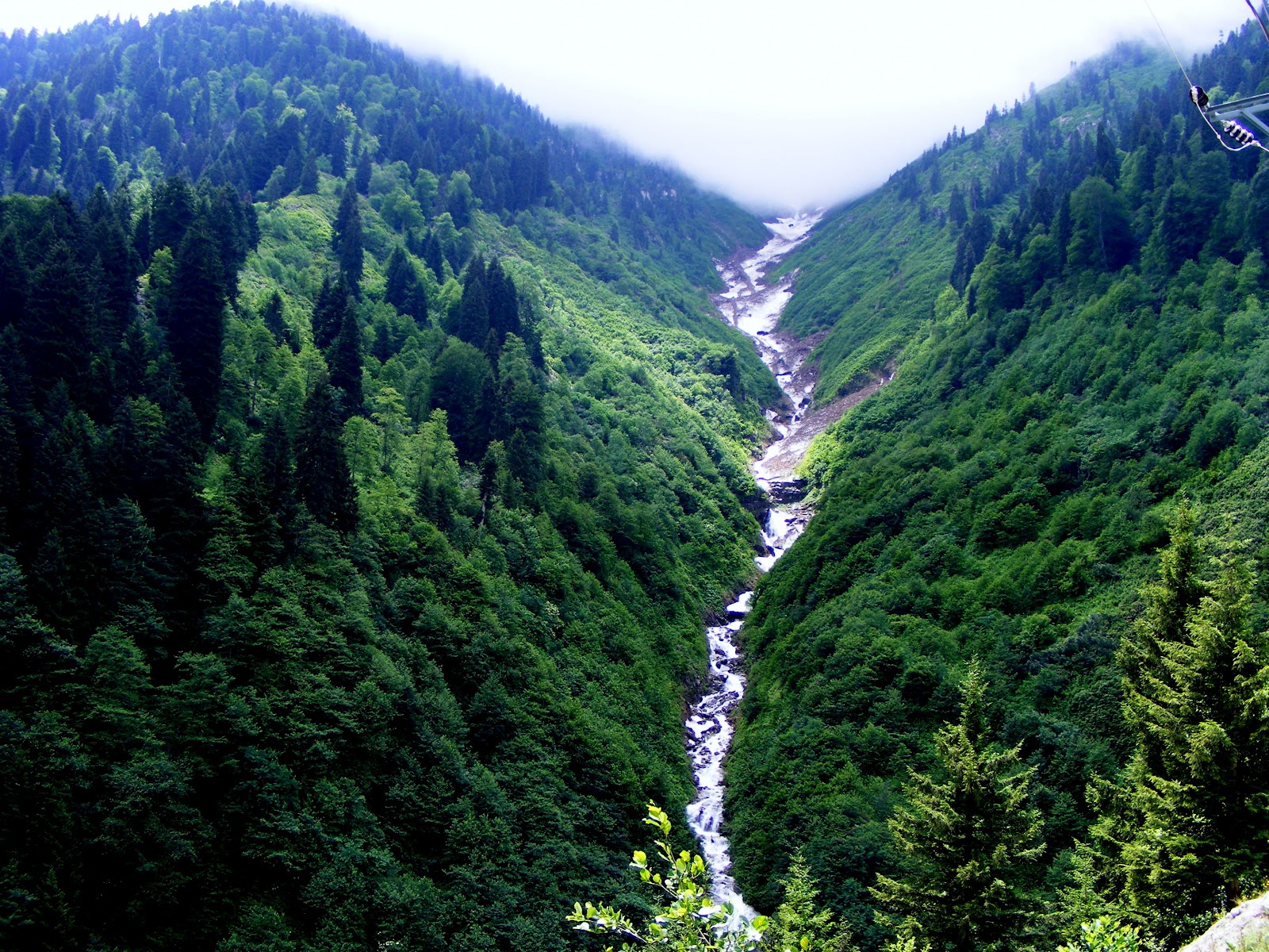 Karadeniz Forest